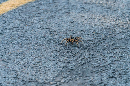 A high angle shot of a spider walking on the ground