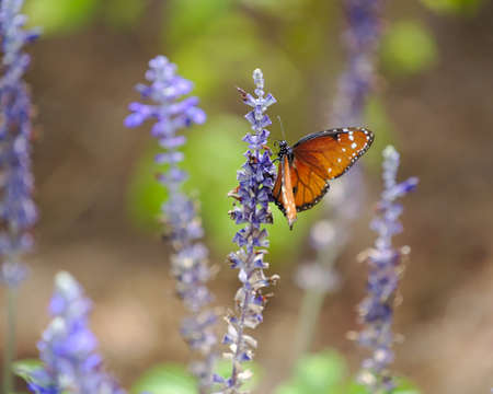 A Monarch butterfly on lavender in a garden with flowers and grass on the blurry background