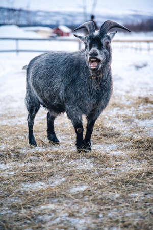 A vertical shot of a goat with its mouth open in the north of Swedenの写真素材