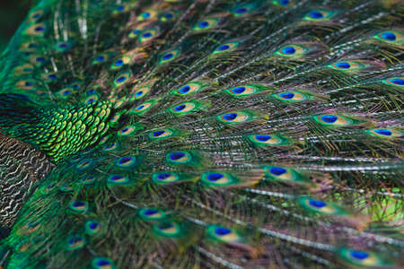 A closeup of peacock feathers under sunlight with a blurry backgroundの写真素材