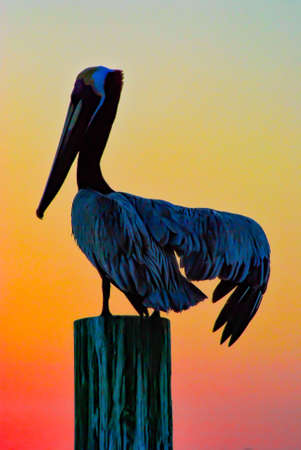 A vertical shot of a brown pelican bird standing on a wooden stickの写真素材