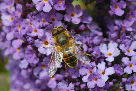 A closeup shot of a bumblebee sitting on a lilac flowerの写真素材
