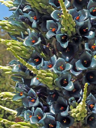 A vertical closeup shot of a wild blue flowering plant growing in the middle of the forestの写真素材