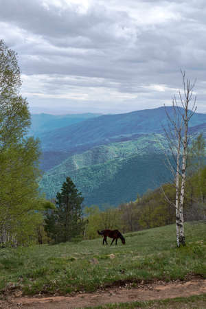 A cute horse hanging out in the middle of a mountainous scenery under the clear skyの写真素材