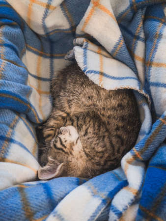 A brown cat sleeping on a blue striped blanket - a nice picture for wallpapersの写真素材