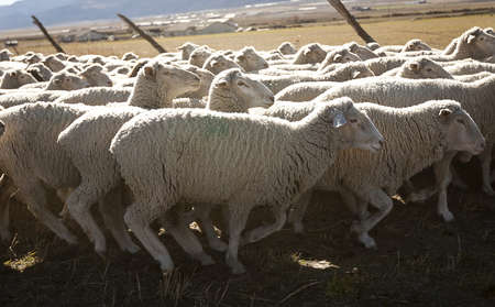 A herd of white sheep in the pasture during daytimeの写真素材