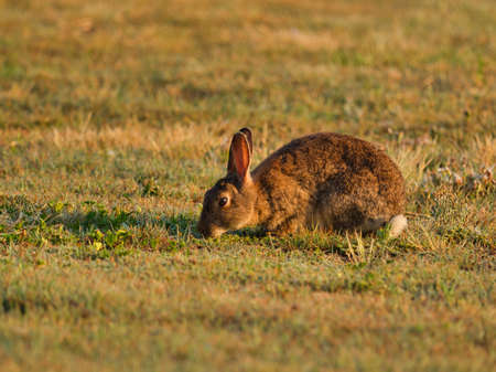 A brown rabbit in a field surrounded by grass under sunlight with a blurry background