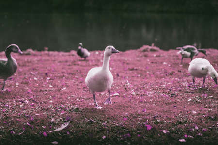 Lovely ducks playing around a lake. October Autumn seasonの写真素材
