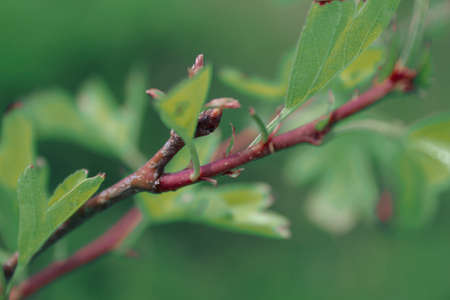 A selective focus shot of a bud on the branch of a plant with a green blurred backgroundの写真素材