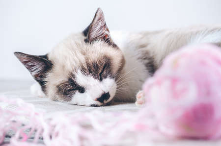 A closeup shot of a cute brown and white cat sleeping near the pink ball of woolの写真素材
