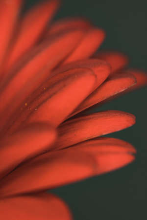 A vertical shot of the red petals of a chrysanthemum flower with dark backgroundの写真素材