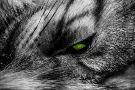A closeup greyscale shot of a wolf with angry scary green eyesの写真素材