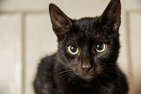 A closeup shot of a cute black cat with green eyes on blurred backgroundの写真素材