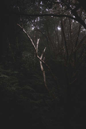 A vertical shot of a dark mysterious forest full of different kinds of plantsの写真素材