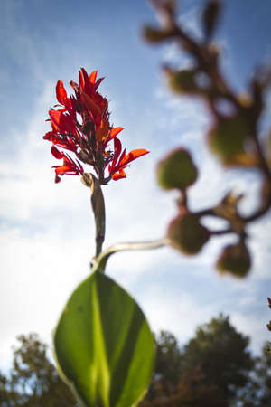 A vertical low angle shot of a beautiful red flower under the bright skyの写真素材