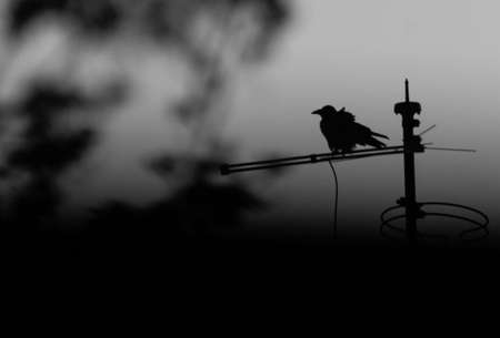 A greyscale shot of a crow perched on an electricity wire with a blurred backgroundの写真素材