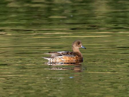 A beautiful duck swimming in a lake in Izumi Forest, Yamato, Japan captured early in the morningの写真素材
