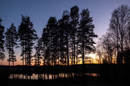 The silhouettes of trees n front of the sky covered with the light of the setting sun