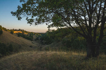 A beautiful tree growing on the dry grass in the mountains at twilight