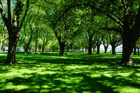 A landscape of a park surrounded by green trees and covered in lawn under sunlightの写真素材