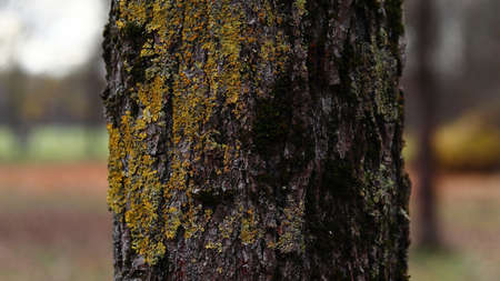 A closeup of a tree bark in a park with a blurry background - a cool picture for wallpapersの写真素材