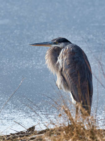 A water bird with a long beak standing near a lake under sunlight with a blurry backgroundの写真素材