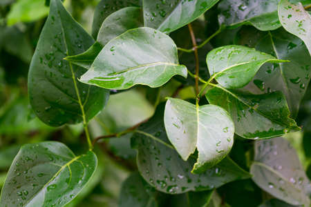 A closeup shot of green leaves and the dewdrops on themの写真素材