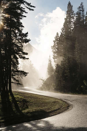 A road in the middle of an autumn park surrounded by different kinds of treesの写真素材