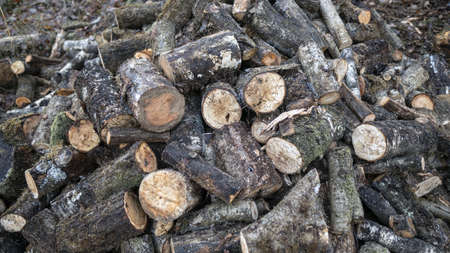 A picture of tree lumbers on the ground surrounded by leaves and branches with a blurry background