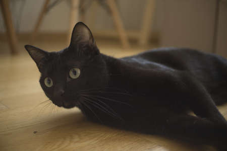 A closeup selective focus shot of a black cat with expressive eyesの写真素材