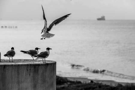 A flying gull with three gulls sitting on a column with the sea and boats on the backgroundの写真素材