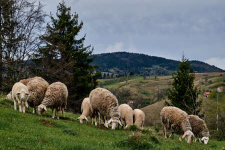 A scenery of a sheepfold grazing in the middle of a mountainous scenery on the countrysideの写真素材