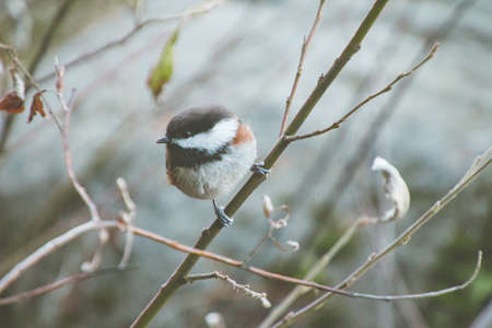 A Carolina chickadee sitting on a tree branch surrounded by greenery with a blurry backgroundの写真素材