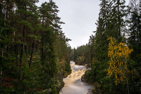 The foamy river rushing through the forest with dense treesの写真素材