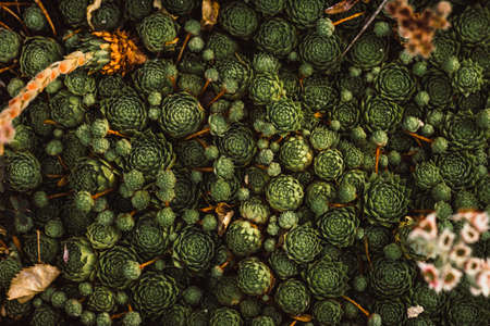 A background of a lot of green plants - great for a natural wallpaperの写真素材