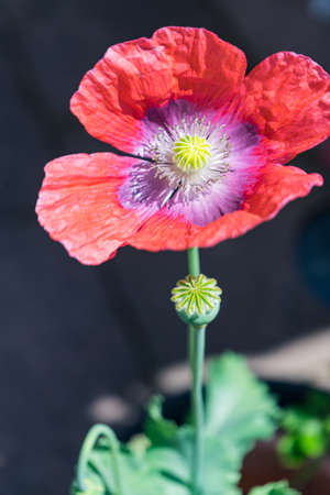 A vertical closeup shot of a beautiful hollyhock flower with blurred backgroundの写真素材