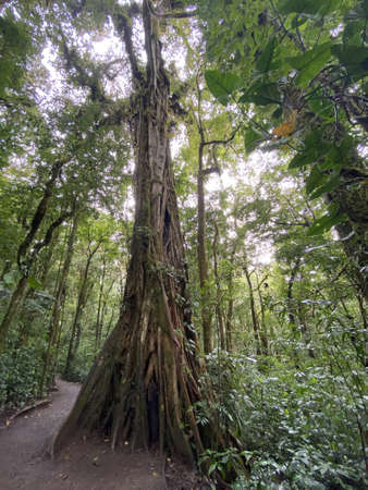 A vertical shot of a forest with a lot of trees on a sunny day in Monteverde, Costa Ricaの写真素材