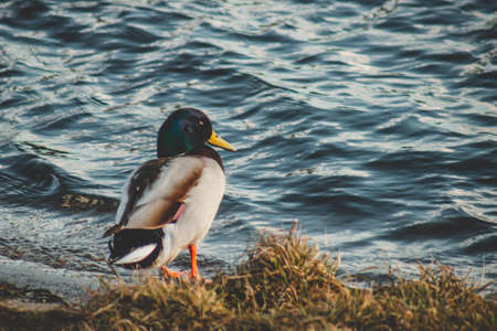 A closeup of a duck with a long yellow beak standing near a lake surrounded by grass under sunlightの写真素材