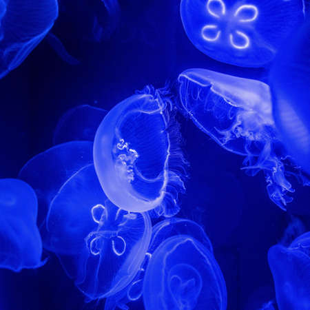 A lot of jellyfish in the ocean - great for an article about underwater life