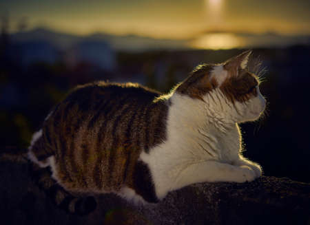 A white and brown cat sitting and relaxing with a blurred backgroundの写真素材