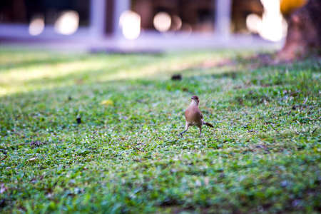 A selective focus shot of a bird walking on a grassy fieldの写真素材