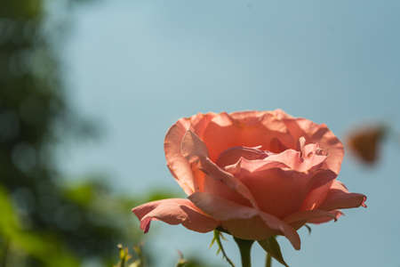 A selective focus shot of a beautiful pink rose with a blurry backgroundの写真素材