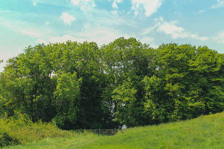 The green trees under the bright sky in Lodmoor Country Park, Weymouth, Dorset