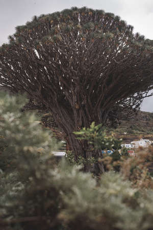 A vertical shot of a big old tree in a village surrounded by hillsの写真素材