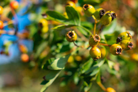 A closeup of yellow rosehips in a garden surrounded by bushes under sunlight with a blurry backgroundの写真素材