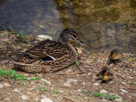A closeup shot of a brown feathered mother mallard duck with its two babies on a dry lakeshoreの写真素材