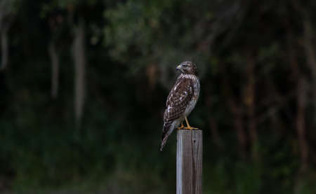 A brown hawk perched on a piece of wood with a blurred backgroundの写真素材