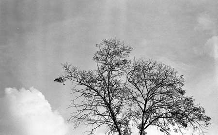 A low angle grey scale shot of a beautiful tree underneath the clouds in the sky