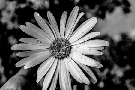 A closeup greyscale shot of a cute Chamomile plant in the middle of a forestの写真素材