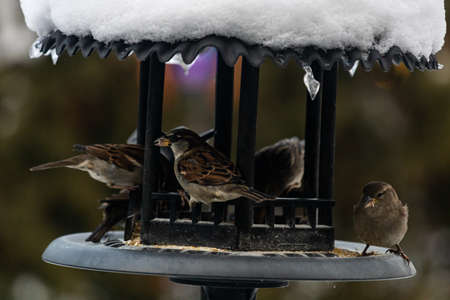 A group of beautiful sparrows sitting in a metal bird house protecting themselves from the snowの写真素材